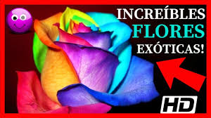 Yellowkorner, die referenz in kunstfotografie in limitierter & nummerierter edition! Las Flores Mas Hermosas Y Exoticas Del Mundo Top 18 Youtube