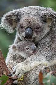 Australia is so blessed to have wonderful animals that we can present for your brisbane kids to colour in and collage. 900 Animals Ideas Animals Animal Art Illustration Art