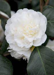 Camellia Japonica Nobilissima Camellia Camellia Plant White Flowers Garden Flowering Bonsai Tree