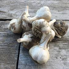 Garlic grows best in fertile, well drained soil with a near neutral ph. How To Plant Garlic In The Fall Hello Homestead