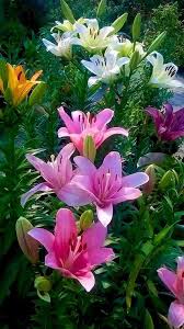 Blumen Meine Inspiration In 2020 Blumen Fur Garten Blumen Pflanzen Schone Blumen