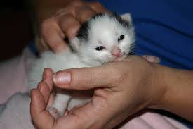Search through thousands of cats for sale and kittens for sale adverts near me in the usa and europe at animalssale.com. 2 Week Old Kitten Rogaine By Darkartificerstock On Deviantart