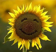 So Happy Sunflower Pictures Sunflower Happy Flowers
