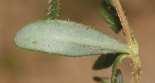 Image result for Blepharis integrifolia