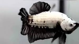 You'll receive email and feed alerts when new items arrive. Black Dragon Betta Fish Youtube