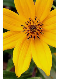 Image result for Bidens setigera