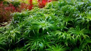 Image result for Syngonanthus angolensis