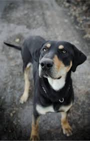 Image result for sedmihradský honič