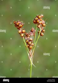 Image result for Luzula multiflora