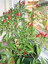 Guide To Growing Chilli Plants From Seed The Chilli King Chilli Plants Chilli Seeds Gr Container Gardening Vegetables Growing Vegetables Growing Peppers