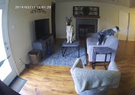 Spyguy