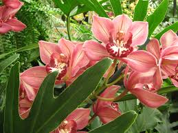 Pin On Flower