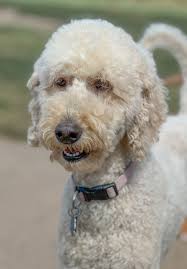 💚💜Lana is clocking in as an office assistant💜💚