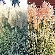 Baldur Garten Chinaschilf Eulalia Chinagras 3 Pflanzen Miscanthus Sinensis Gracillimus Amazon De Garten Pflanzen Pampasgras Gras