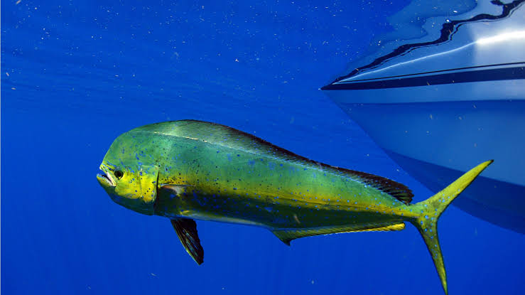 ARCHAEOLOGY OF SEAFOOD – Mahi Mahi (Dolphin Fish)