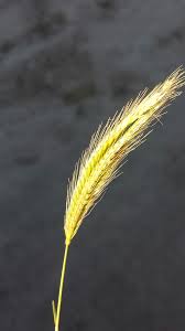 Image result for Enteropogon