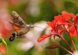 Maybe you would like to learn more about one of these? The Amazing Hummingbird Hawk Moth Hawk Moth Hummingbird Moth Hummingbird