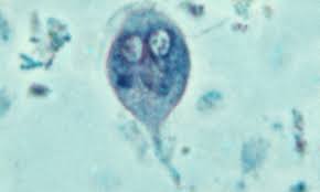 Attempt the snap test series online now. Idexx Snap Giardia For Dogs Cats Clinician S Brief