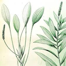 Image result for Potamogeton octandrus