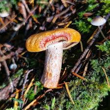 Image result for Lactarius mutabilis