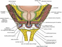 Bartholin glands are located in the superficial perineal pouch, with ducts opening into the posterolateral aspects of the vaginal vestibule. Urogenital Diaphragm Superficial Deep Perineal Pouches Ppt Video Online Download