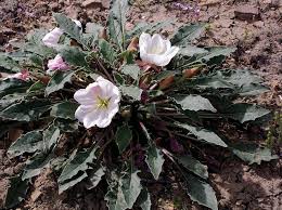 Image result for Tragus pedunculatus