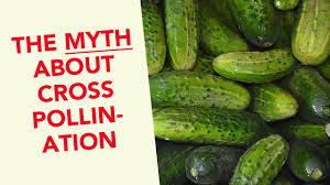 What happens when pumpkins and zucchini cross pollinate. Cucumbers Melons And The Myth About Cross Pollination Youtube