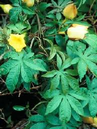 Image result for Merremia verecunda