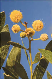 Image result for Dictyophleba