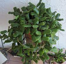 We did not find results for: Hoya Rotundiflora Common Garden Plants Hoya Plants Plants