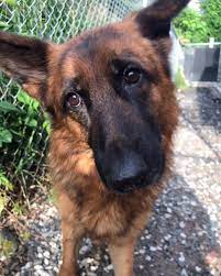 Check spelling or type a new query. Officials At Least 10 German Shepherds Found After Being Abandoned In New Jersey Cbs New York