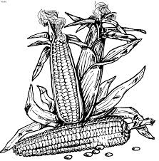 You can print or color them online at getdrawings.com for absolutely free. Indian Corn Coloring Page Coloring Home