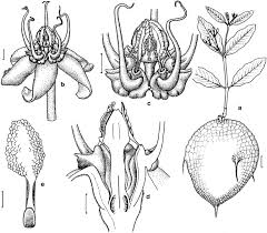 Image result for Raphionacme monteiroae