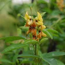 Image result for Crotalaria trichotoma