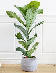Geigenfeige Ficus Lyrata 95 Cm Mit Cotton Line Kaufen Geigenfeige Pflanzen Ficus