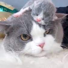 sibirya kedisi 2020 kedi bakimi en tatli yavru kediler tatli kedi beyaz kedi cute animals cute cats and kittens cute cats