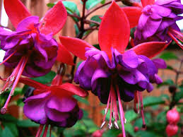 Maybe you would like to learn more about one of these? 45 Best Summer Flowers Beautiful Flowers That Bloom All Summer