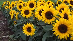 Can sunflowers survive without water? How To Plant And Care For Sunflowers Bunnings Australia
