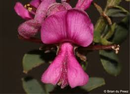 Image result for Indigofera dyeri