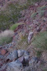 Image result for Aristida aemulans