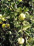 Image result for Elaeodendron matabelicum