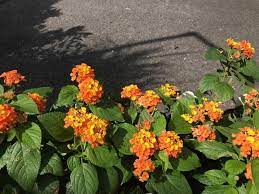 Lantana Little Lucky Orange Zone Annual Height 10 12 X 10 12 Light Needs Full Sun Compact Plant With Bright Plants Multi Colored Flowers Plant Catalogs