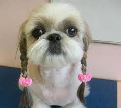 15 artfully groomed pup 'dos. Dog Grooming At It S Best These Crazy Dog Haircuts You Have To See