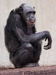 3890271671 31a57510cc Jpg 375 500 Primates Animal Species Chimp