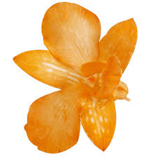 Maybe you would like to learn more about one of these? Orange Orchid Flowers For Sale Online Globalrose