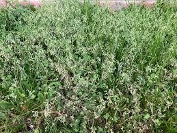 Image result for Lotononis bainesii