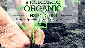 Thankfully, there are many homemade, organic options for you to turn to in your war against pests. 8 Recipes For Homemade Organic Insecticides Dengarden