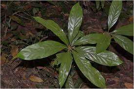 Image result for Actinodaphne