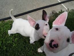 Black And White English Bull Terrier Puppy Even More Bull Terrier Puppies Bull Terrier Puppy Bull Terrier Bull Terrier Dog