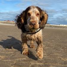 Check spelling or type a new query. Darrell Jordan On Twitter So Someone S Been To The Dog Groomer Today And He Is Looking Rather Dapper To Say The Least Cockerspaniel Cocker Spaniel Showcockerspaniel Sable Sablecocker Https T Co Whqrfusy3a